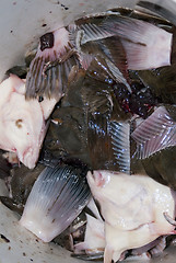 Image showing Raw Fish Garbage