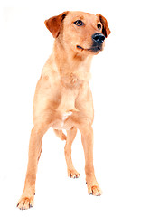 Image showing Pinscher