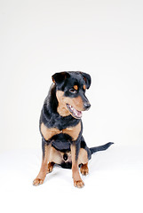 Image showing Cute Rottweiler Pincher 