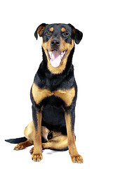 Image showing Cute Rottweiler Pincher 