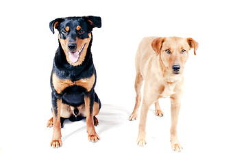 Image showing Rottweiler and Pinscher together