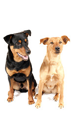 Image showing Rottweiler and Pinscher together