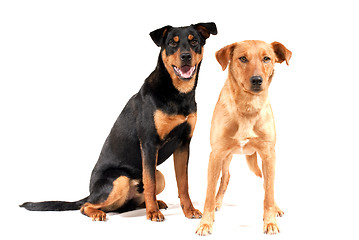 Image showing Rottweiler and Pinscher together