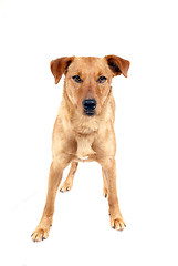 Image showing Pinscher