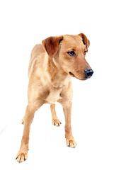 Image showing Pinscher