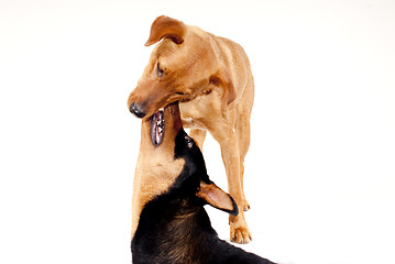 Image showing Rottweiler and Pinscher together