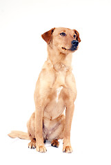 Image showing Pinscher