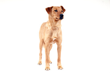 Image showing Pinscher