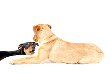 Image showing Rottweiler and Pinscher together