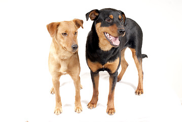 Image showing Rottweiler and Pinscher together