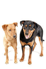 Image showing Rottweiler and Pinscher together