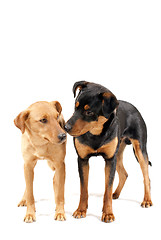 Image showing Rottweiler and Pinscher together