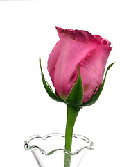 Image showing Pink Rose Isolated