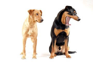 Image showing Rottweiler and Pinscher together