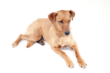 Image showing Pinscher