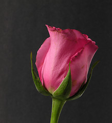 Image showing Pink Rose Still Life