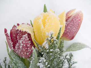 Image showing Frozen Tulips