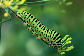 Image showing Swallowtail caterpillar