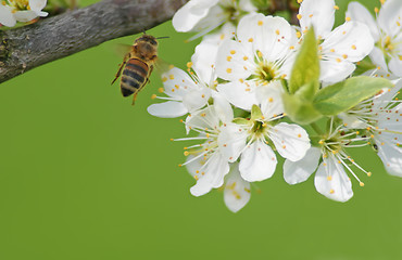 Image showing Flying Bee