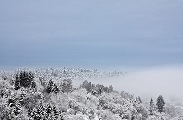 Image showing Forest in Winter