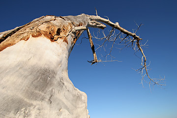 Image showing dead tree