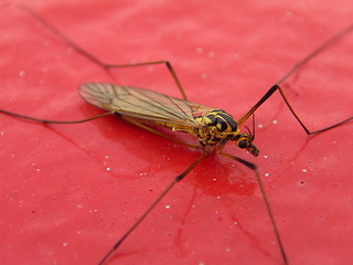 Image showing Insect