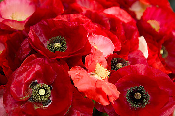 Image showing Poppy flowers background