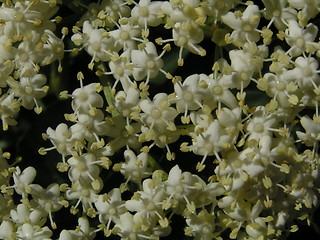 Image showing Elderberry Flowers