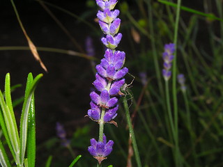 Image showing Spider on lavendar