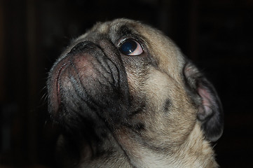 Image showing Pug-dog Muzzle