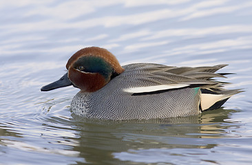 Image showing Eurasian Teal