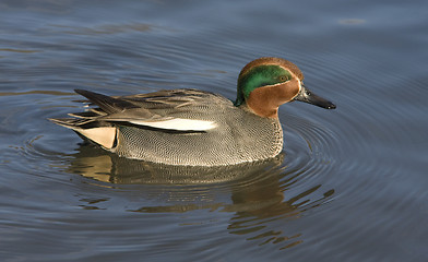 Image showing Eurasian Teal