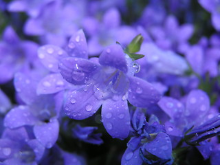 Image showing Flowers after rain
