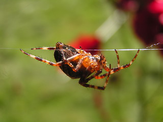 Image showing Spider on a string