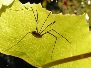 Image showing Daddy Long-leg