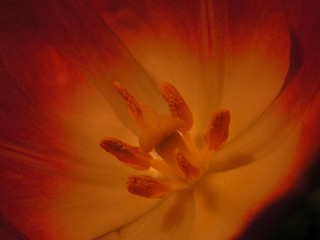 Image showing Inside a Tulip
