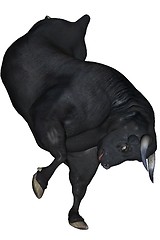 Image showing Black bull