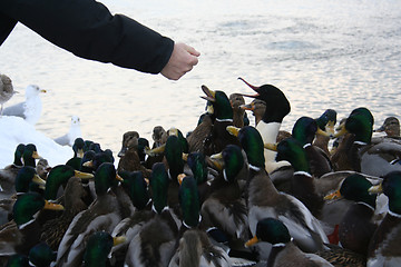 Image showing feeding