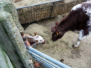 Image showing Cow And Calf