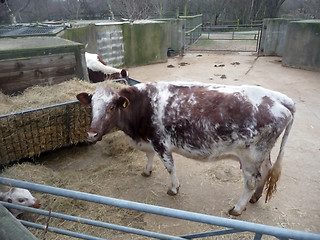 Image showing Cow And Calf