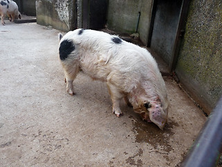 Image showing Big Pink Pig