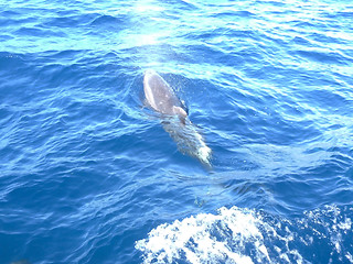 Image showing Dolphin