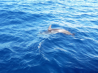 Image showing Dolphin