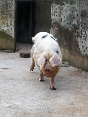 Image showing Big Pink Pig