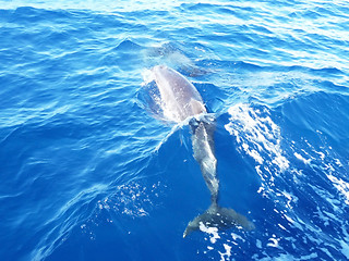 Image showing Dolphin