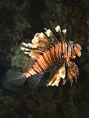 Image showing Lionfish