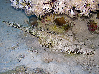 Image showing Crocodilefish