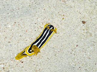 Image showing colorful sea slug