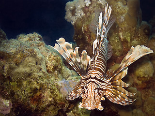 Image showing Lionfish