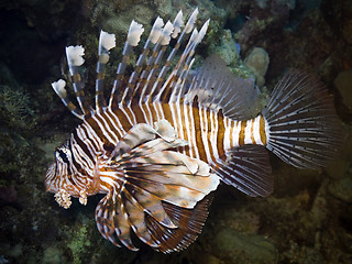 Image showing Red Lionfish